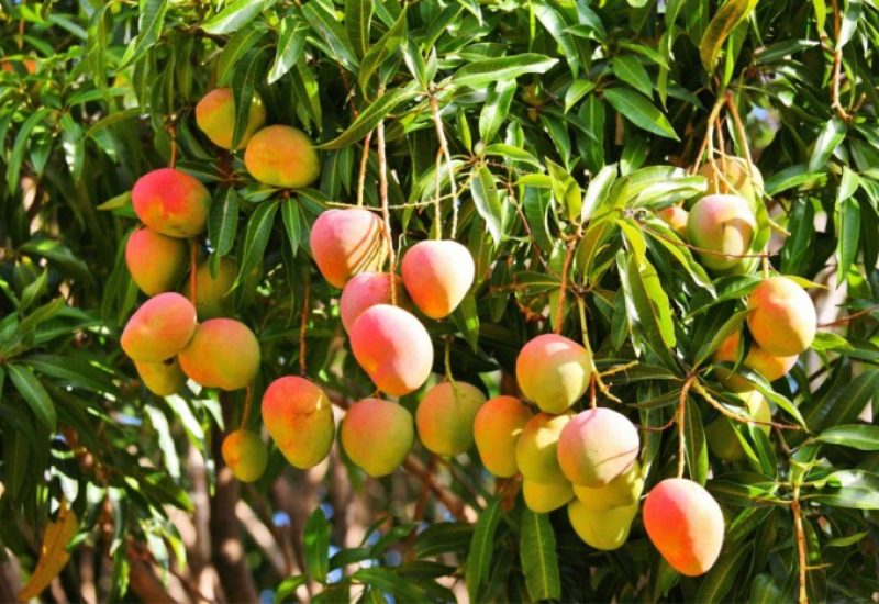 mango-kent-arbol
